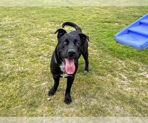 Labrador Retriever-Unknown Mix Dogs for adoption in Orange, CA, USA