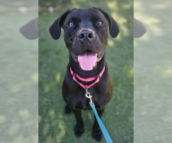 Medium Photo #4 Mutt Puppy For Sale in Lakewood, CO, USA