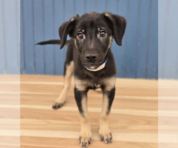 Medium Photo #5 German Shepherd Dog-Unknown Mix Puppy For Sale in Lakewood, CO, USA