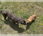 Small #4 Mutt