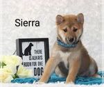 Puppy Sierra Shiba Inu