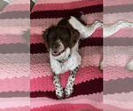 Small #3 Brittany