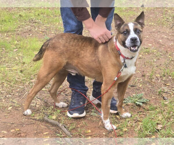 Medium Photo #2 Boston Terrier-Unknown Mix Puppy For Sale in McDonough, GA, USA