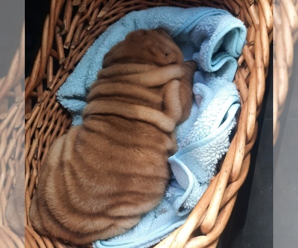 Medium Photo #11 Chinese Shar-Pei Puppy For Sale in SOMERSET, KY, USA