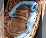 Small #10 Chinese Shar-Pei