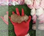  - Photo #5