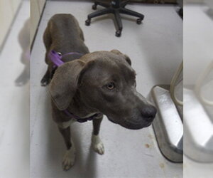 Mutt Dogs for adoption in Augusta, GA, USA