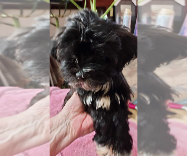 Medium Photo #3 Havanese Puppy For Sale in DREXEL, MO, USA