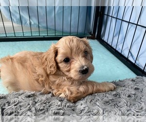 Cavapoo Puppy for sale in DORAL, FL, USA
