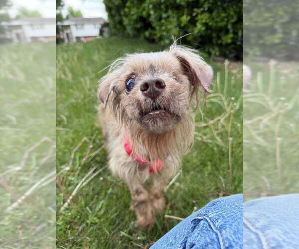 Medium Photo #3 Mutt Puppy For Sale in New York, NY, USA