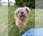 Small #2 Mutt