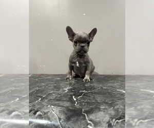 French Bulldog Puppy for sale in SOUTHGATE, MI, USA