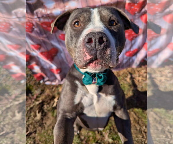 Medium Photo #4 American Staffordshire Terrier Puppy For Sale in Calhoun, GA, USA