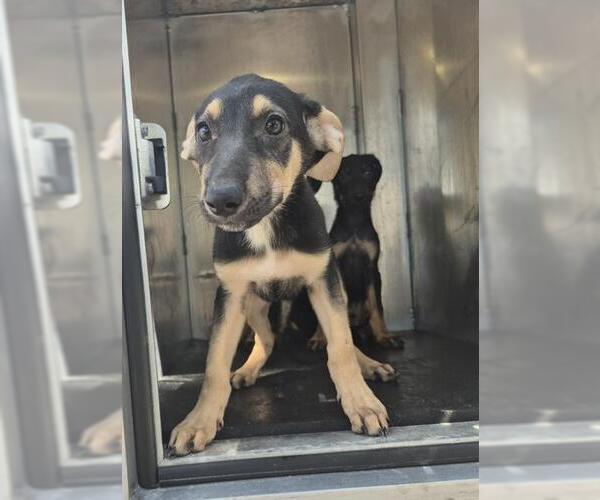 Medium Photo #1 Doberman Pinscher-Unknown Mix Puppy For Sale in San Antonio, TX, USA