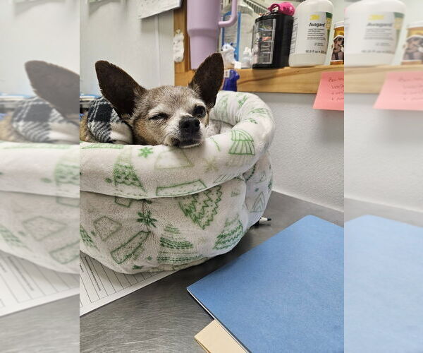 Medium Photo #7 Chihuahua-Unknown Mix Puppy For Sale in Candler, NC, USA