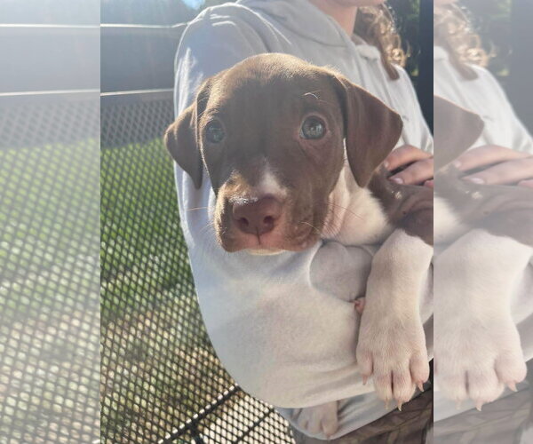Medium Photo #2 Mutt Puppy For Sale in New London, WI, USA