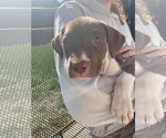 Small Photo #2 Mutt Puppy For Sale in New London, WI, USA