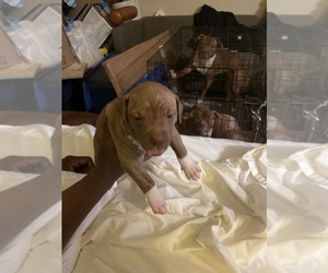 American Pit Bull Terrier Puppy for sale in POTTSTOWN, PA, USA