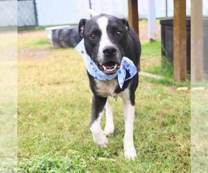 American Staffordshire Terrier-Unknown Mix Dogs for adoption in San Antonio, TX, USA