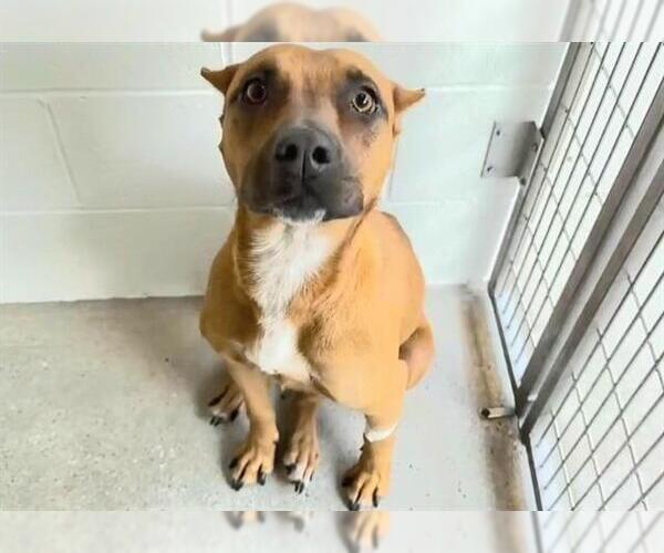 Medium Photo #3 American Pit Bull Terrier-Unknown Mix Puppy For Sale in Houston, TX, USA