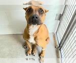 Small #2 American Pit Bull Terrier Mix
