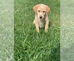 Small Photo #3 Labrador Retriever Puppy For Sale in FENTON, MI, USA