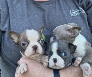 Boston Terrier Puppy for sale in LEWISBURG, WV, USA