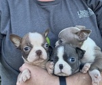 Small Boston Terrier