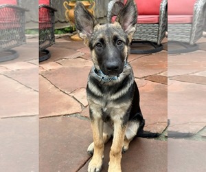 German Shepherd Dog Dogs for adoption in Gretna, NE, USA