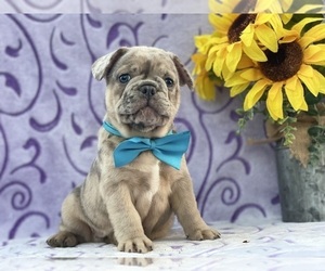 French Bulldog Puppy for sale in LANCASTER, PA, USA