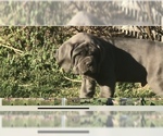 Small Photo #30 Neapolitan Mastiff Puppy For Sale in BRISTOW, VA, USA