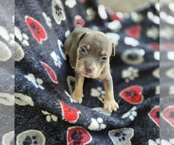 Medium Photo #14 American Bully Puppy For Sale in RICHMOND, VA, USA