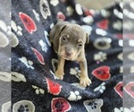 Small Photo #14 American Bully Puppy For Sale in RICHMOND, VA, USA