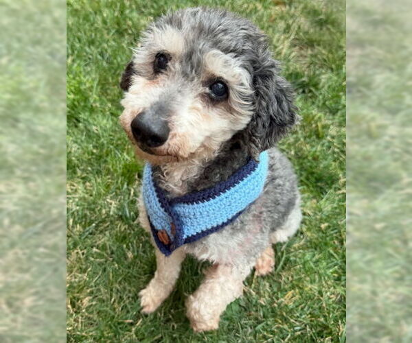 Medium Photo #3 Poodle (Miniature) Puppy For Sale in Arlington, VA, USA