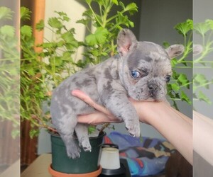 French Bulldog Puppy for sale in PINCKNEY, MI, USA