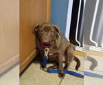 Small #3 Pug Mix