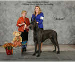 Small Photo #1 Great Dane Puppy For Sale in HENDERSON, NV, USA