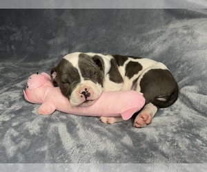 American Bully Dog for Adoption in WAYNESBORO, Tennessee USA