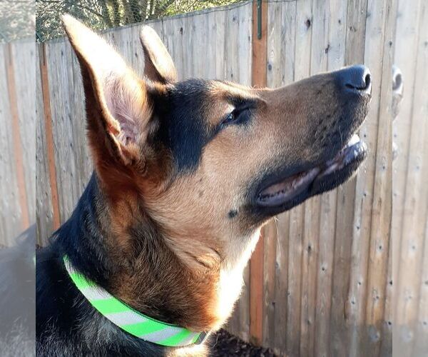 Medium Photo #2 German Shepherd Dog-Unknown Mix Puppy For Sale in Sequim, WA, USA