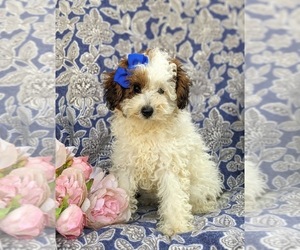 Bichpoo Puppy for sale in LINCOLN UNIVERSITY, PA, USA