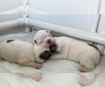 Puppy Puppy 5 pied French Bulldog