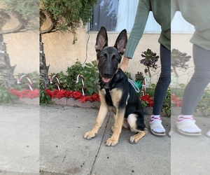 German Shepherd Dog Puppy for sale in GRIFFITH, CA, USA