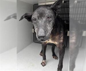 Labrador Retriever-Unknown Mix Dogs for adoption in Houston, TX, USA