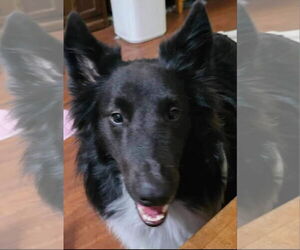 Mutt Dogs for adoption in Columbus, OH, USA