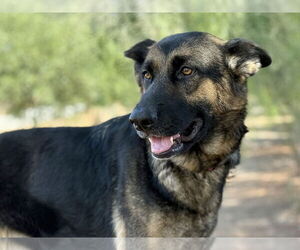 German Shepherd Dog Dogs for adoption in San Diego, CA, USA