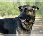 Small German Shepherd Dog