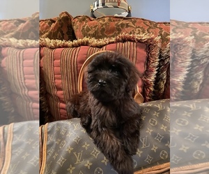 Whoodle Puppy for sale in TEMECULA, CA, USA