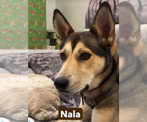 Medium Photo #11 Gerberian Shepsky Puppy For Sale in Foristell, MO, USA