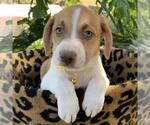 Small #3 Mutt
