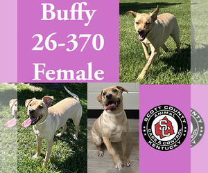 Labrador Retriever-Unknown Mix Dogs for adoption in Georgetown, KY, USA